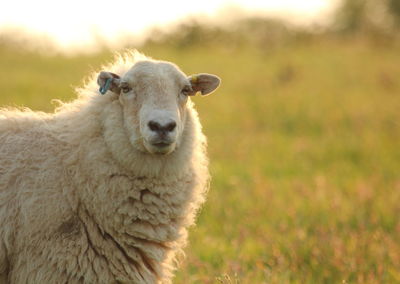 Portrait of sheep standing on field