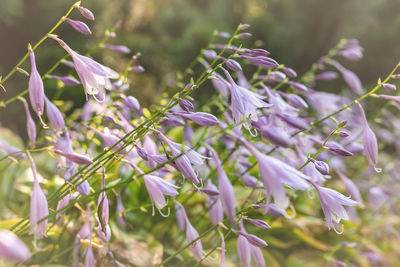 Close-up of purple flowering plants on field