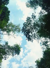 Low angle view of trees against sky