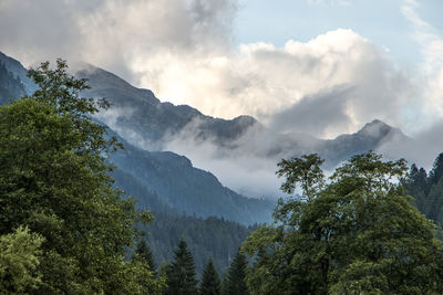 Trees growing by mountains during foggy weather