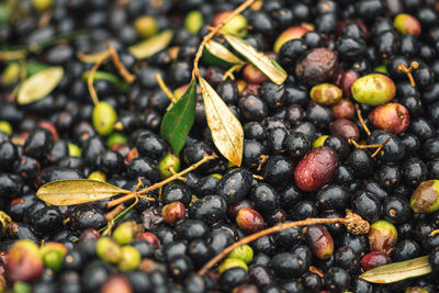 Green and black ripe olives ready to be processed at the mill to get the olive oil, close up