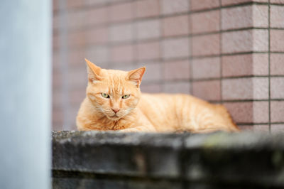 Portrait of cat sitting on wall