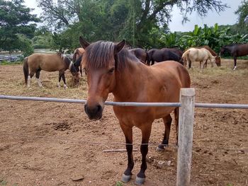 Horses standing in ranch