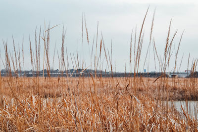 Scenic view of field against cloudy sky