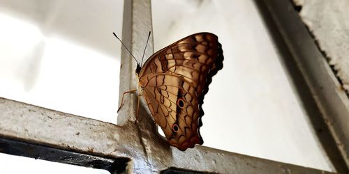 Close-up of butterfly on window