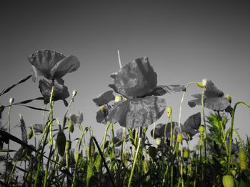 Close-up of flowering plants against sky