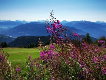 Pink flowering plants on land against sky