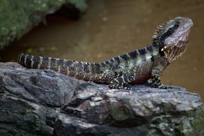 Close-up of lizard on rock