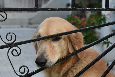 Close-up of dog