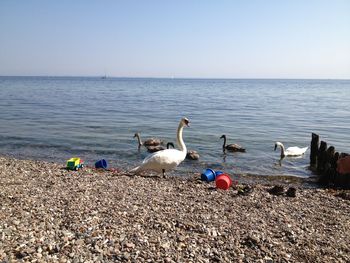 Swans on sea against clear sky