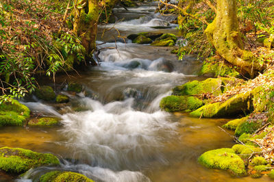 Stream flowing through rocks in forest