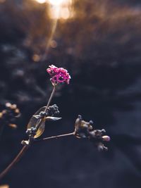 Close-up of pink flowering plant