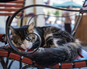 Close-up of cat sleeping on bicycle