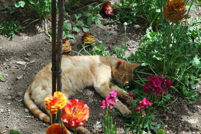 Flowers in garden