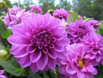 Close-up of dahlia blooming outdoors