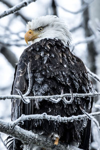 Close-up of owl perching on snow