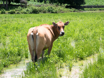 Cow standing in a field