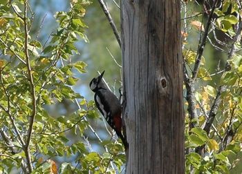 Bird perching on tree trunk