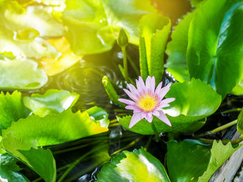 Close-up of purple flowering plant leaves