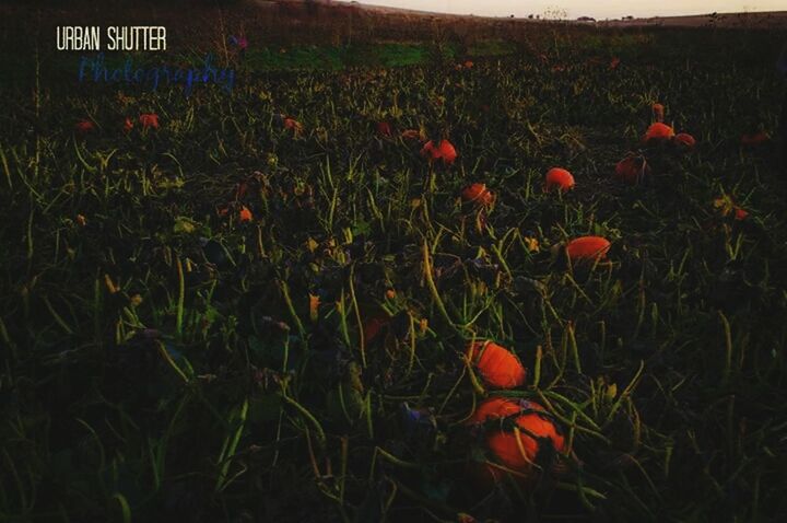 field, growth, grass, flower, red, plant, freshness, nature, beauty in nature, grassy, high angle view, green color, agriculture, auto post production filter, outdoors, day, no people, fragility, rural scene, poppy