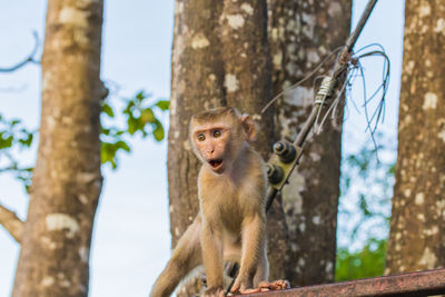 The macaque monkeys of monkey hill, phuket.