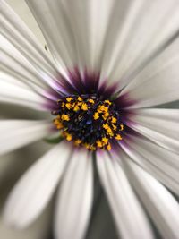 Close-up of white flower