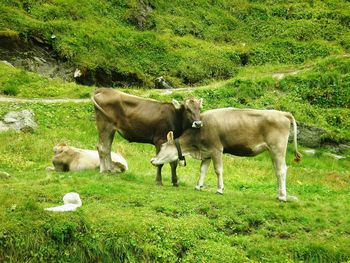 Cows grazing on field