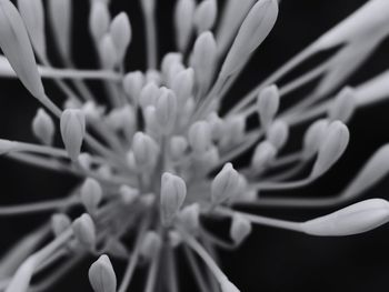 Close-up of flowers blooming outdoors