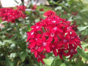 Close-up of pink flowers