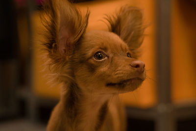 Close-up of a dog looking away. russian long-haired toy terrier