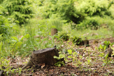 Plants growing on field in forest