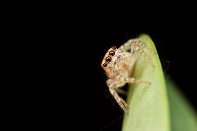 Extreme close-up of jumping spider on leaf over black background