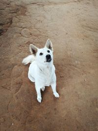 High angle portrait of dog standing outdoors