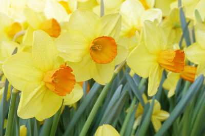 Close-up of wet yellow flowering plants