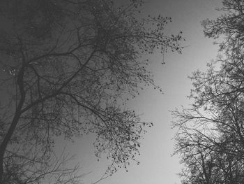 Low angle view of bare trees against sky