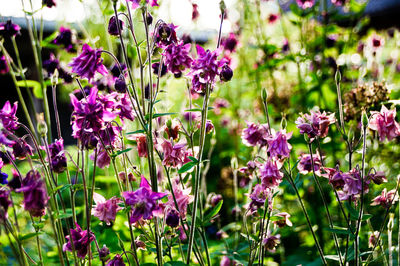 Close-up of purple flowering plants on field