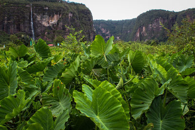 Plants growing on field