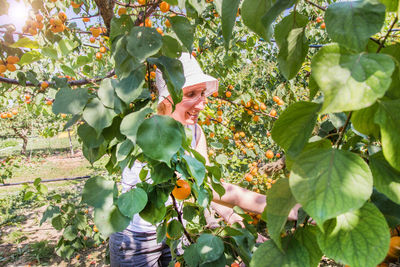 View of fruits growing on tree