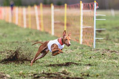 Dog running on field