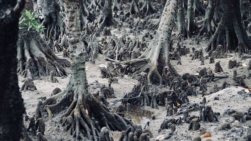 Panoramic shot of trees growing in forest