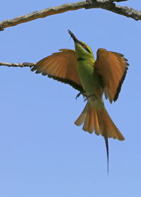 Low angle view of bird flying against clear blue sky