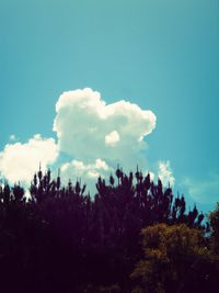 Low angle view of trees against blue sky