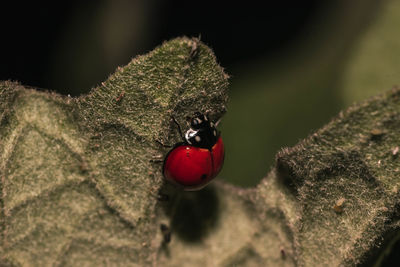 Close-up of ladybug on fruit