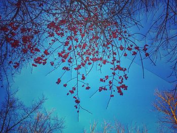 Low angle view of tree against clear blue sky