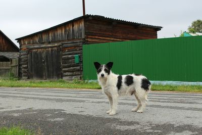 Dog on road against built structures