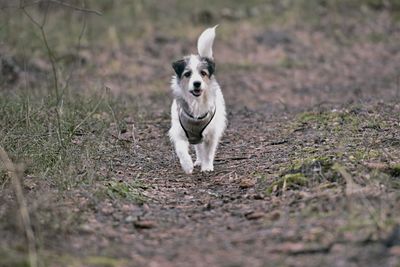 Dog running on field