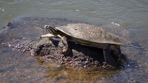 High angle view of turtle in river