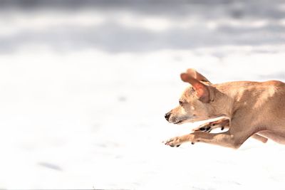 Chihuahua running on snowy field