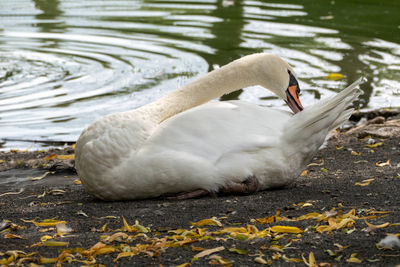 Close-up of swan in lake