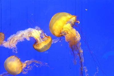 Jellyfish swimming in sea